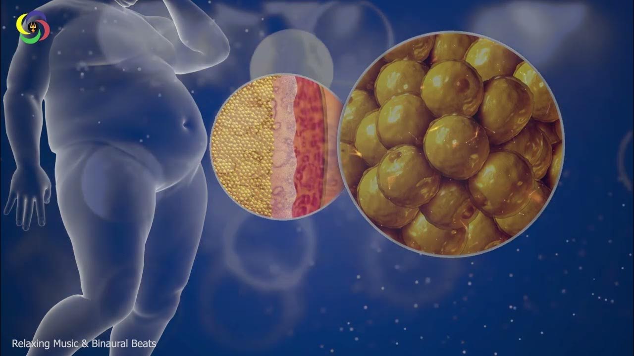 295.8 Hz Extremely Powerful Fat Burn Frequency Burn Fat Cells