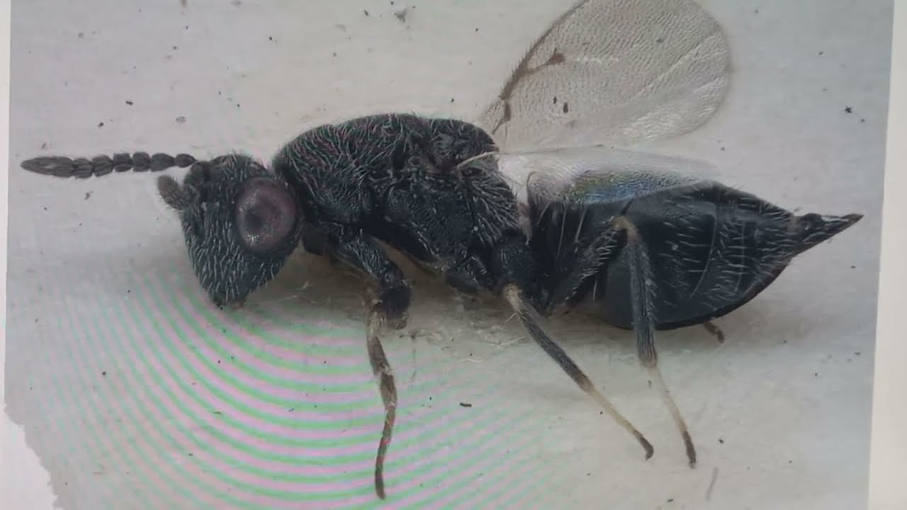 Chalcid Wasp Eurytoma artemisiae Zerova. Eurytomidae. Holotype. Collection Inst Zoology Kyiv Ukraine