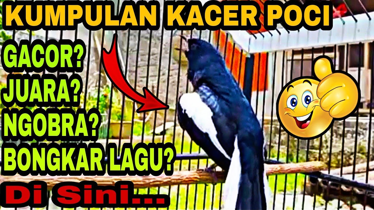 6000 Gambar Burung Kacer Kartun Gratis Terbaik