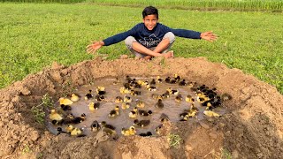 100 Baby Ducks Ke Liye Swimming Pool Bana Diya