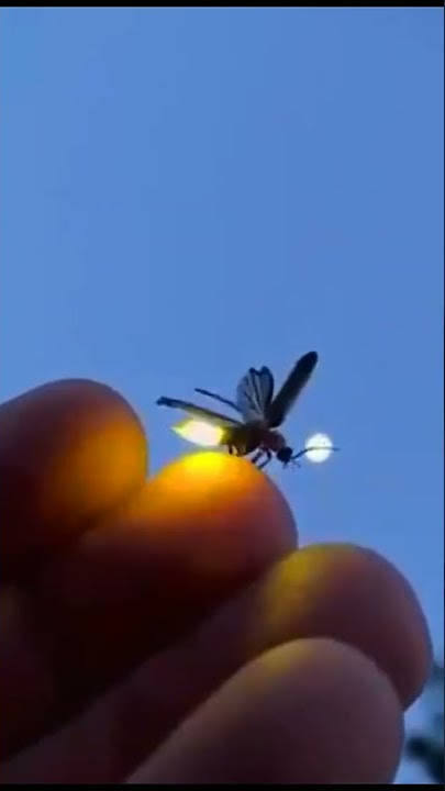 Fireflies - Kunang-kunang  | #shorts #fireflies #kunangkunang @HAsurroundings