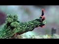 Mucky Secrets - Part 18 - Sea Slugs inc. Nudibranchs - Lembeh Strait