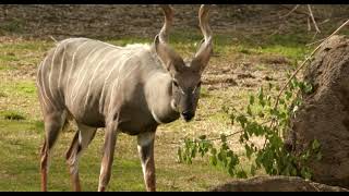 2 Month Old Kudu Maizy Out on Habitat - Cincinnati Zoo by The Cincinnati Zoo & Botanical Garden 13,836 views 2 weeks ago 3 minutes, 20 seconds