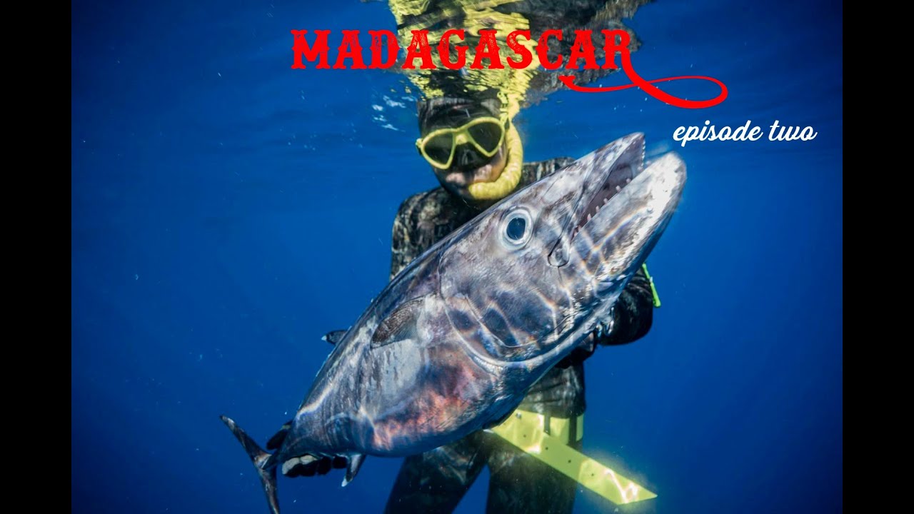 🔱Ψαροτούφεκο ανάμεσα σε καρχαρίες🔱Επεισόδιο 2 🔱Spearfishing among sharks!!!΄🌊🐟