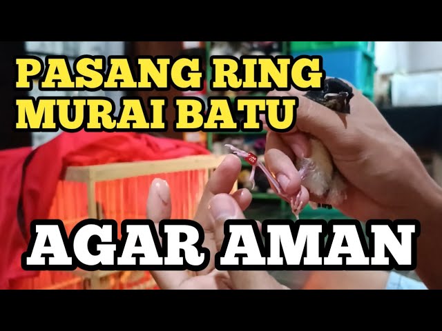 Pemasangan Ring Trotol Murai Batu PTRK BF class=