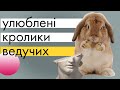 Огляд найпопулярніших вібраторів-кроликів | Fun Factory та SVAKOM