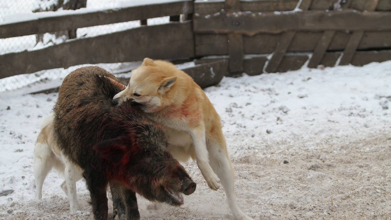 дрессировка охотничьих собак дрессировка охотничьих собак