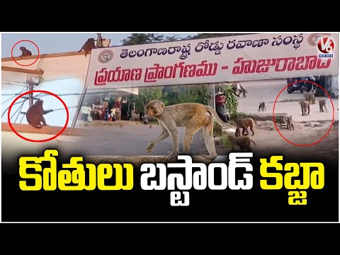 Monkey's Hulchul In Huzurabad Bus Stand | V6 News - V6NEWSTELUGU