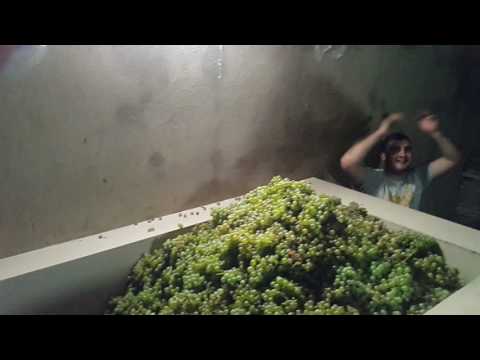 რთველი ფერაძეებში 2016 წელი შემოდგომა ჩინებული და გორული მწვანე, გორი ხიდისთავი / gori xidistavi