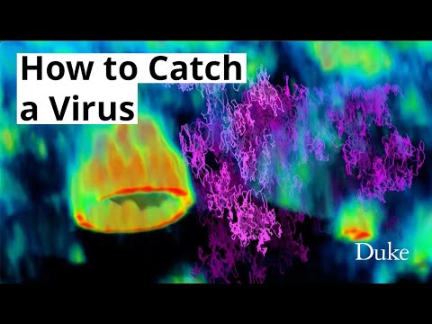 How to Catch a Virus