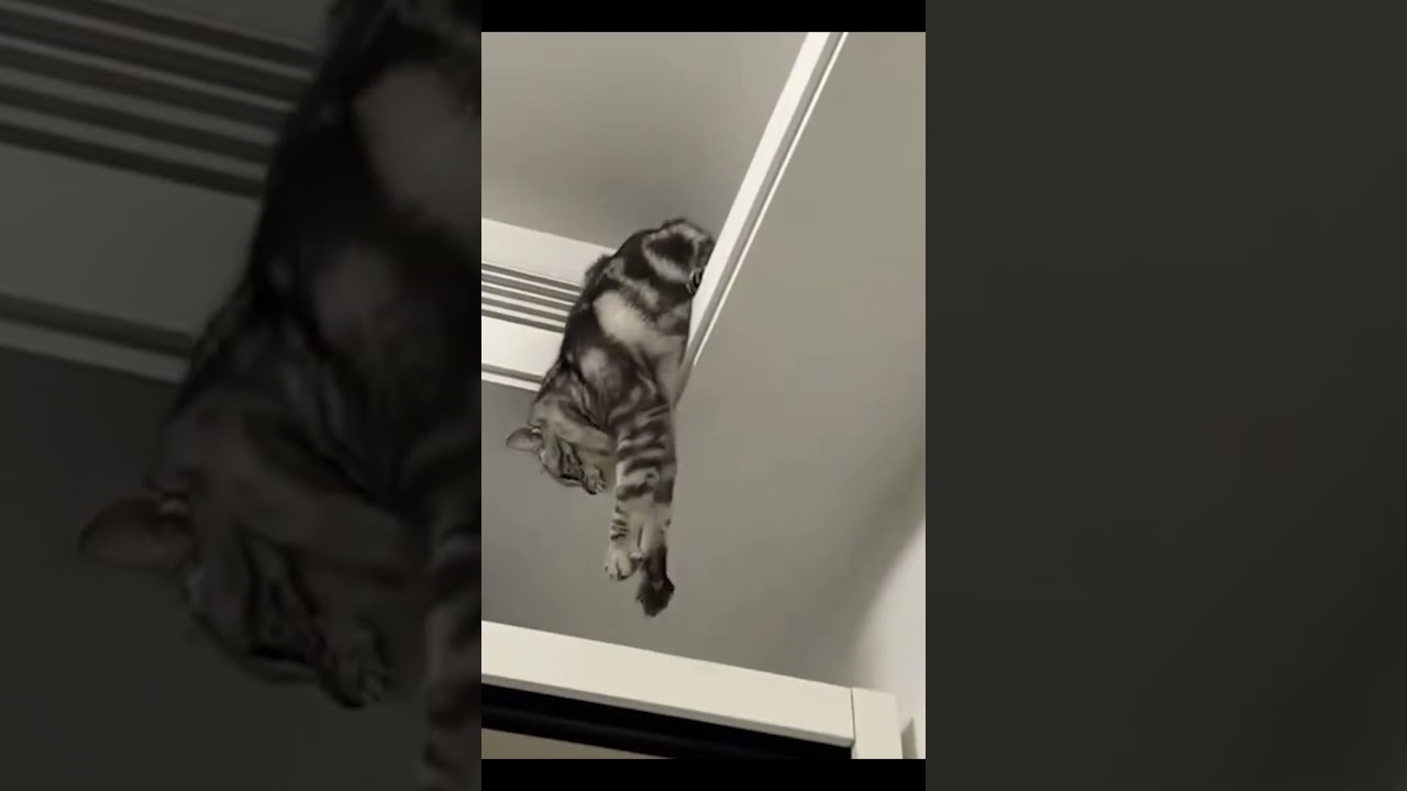 Random funny cat moments (Part 3)