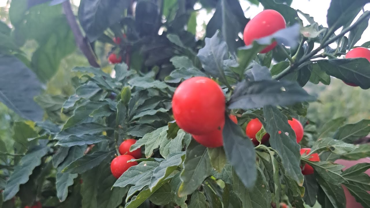 Dokle su stigli radovi na spratu kuće i jedna brza kalja od bundeve 😃