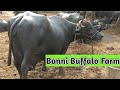 Aai krupa farm banni buffalo      kutch gujrat