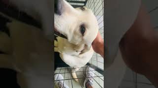 Dog ❤️? pet petlover asiantravel dog doglover thailand travel bangkokcity