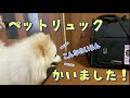 【ポメラニアン】主念願のペットリュックを購入したら、やっぱりこうなりましたw