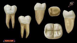 segundo molar inferior anatomia