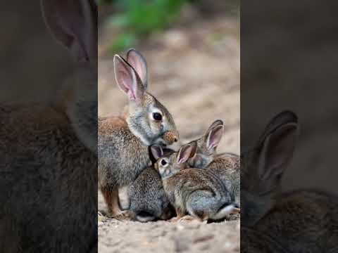 أم أرنب تهتم بصغارها بطريقة تخلي القلب يذوب