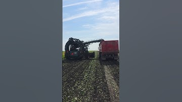 Sugar beets prehaul 2025