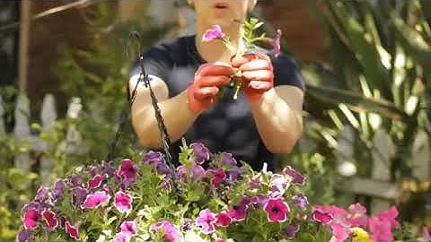 How to Create a Petunia Flower Box