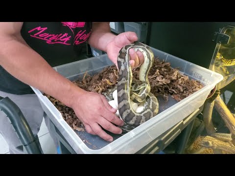 Brisbane locality Carpet python lays a clutch