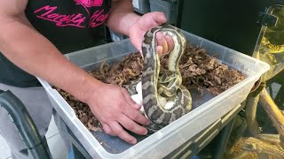 Brisbane locality Carpet python lays a clutch