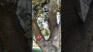 Spider-Man Squirrel