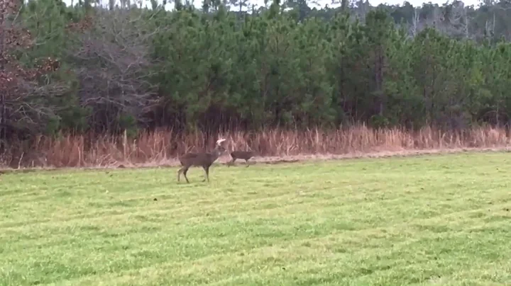 Poacher shoots deer right in front of us