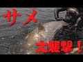 【サメに御注意！】 巨大魚を突いた結果とんでもないことに！      シャークアタック