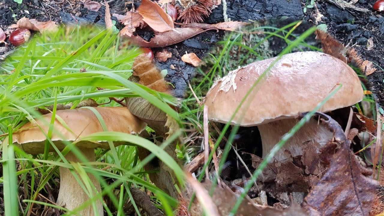 Funghi Porcini 2019 Bellissimi ottobrini dell'Appenino ToscoEmiliano YouTube