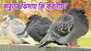 কবুতর কি কারনে ঝিমায়? এবং এর সমাধান কি? Why do pigeons sleep? কবুতর ঝিমায় কি করনীয়?
