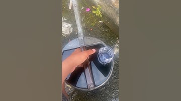 Tưới phân lần đầu. Cúc mâm xôi hàn #shortvideo #automobile #gardening