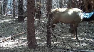 Roosevelt elk - Oregon Coast Range