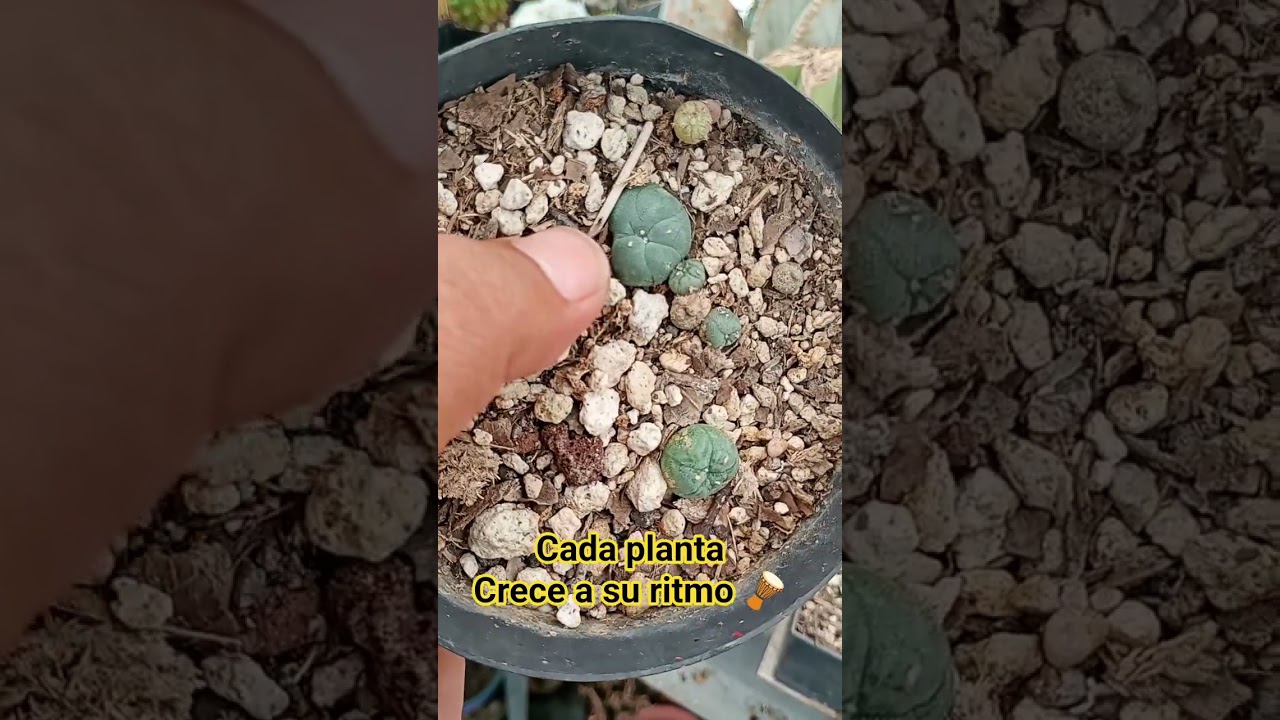 les muestro este semillero de cactus con crecimiento distinto