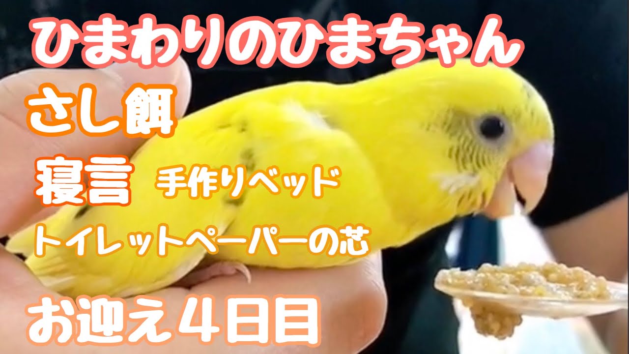 セキセイインコの赤ちゃん お迎え４日目 寝言がすごい Youtube