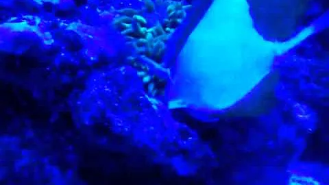 Video from My Phone