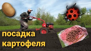 Посадка картофеля под мотоблок САЛЮТ 100