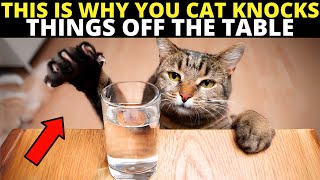 If Your Cat Knocks Things Off The Table, Theyre Trying to Tell You This...