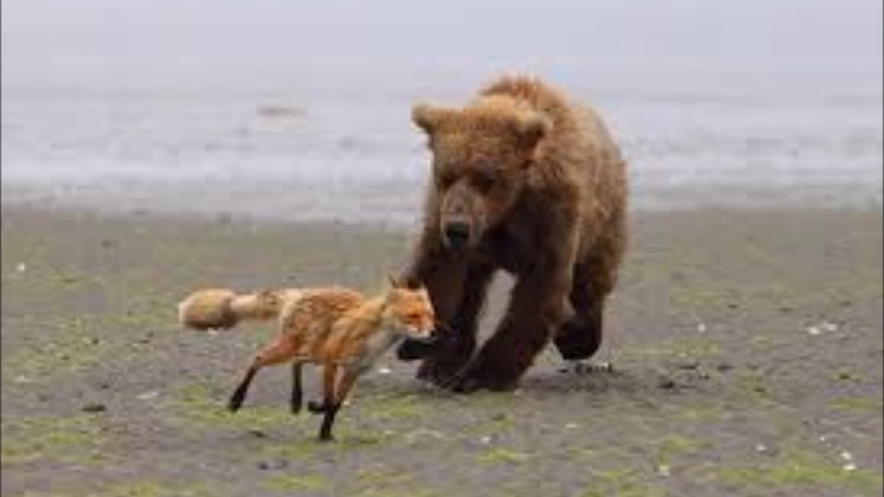 Какие отношения складываются между медведем и лисицей. Медведь и лиса. Лисичка и медведь. Медведь и лиса вместе. Лис и медведь.