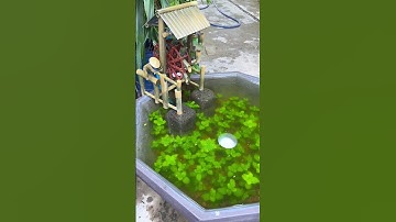 Sự khác biệt của 2 chiếc hồ cá khi có sử dụng vi sinh & không dùng #Extrabio #Tienphongmoloi