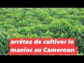 Arrtez la culture de manioc  a nous appauvrit et a appauvrit le sol