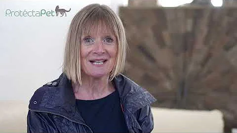 Video 6851291: british shorthair, catio outdoors, talking