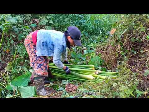 Video: Da Dej Rau Khaub Thuas