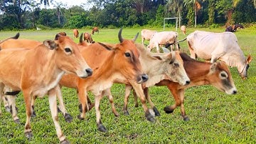 Video Gembala sapi lembu Menuju kandang, Suara Sapi Moo Memanggil kawanan untuk pulang - Sapi lucu🐄🐮