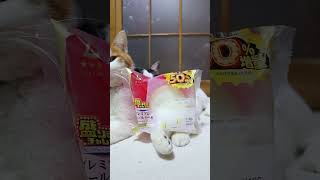 盛りすぎ!プレミアムロールケーキ 260201 #のせ猫  #cat #cute #ねこ  #猫のいる暮らし  #cutecat  #ネコ  #kitty  #kitten