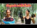 เก็บลูกหว้า,หน่อไม้ในป่า ดีใจอเมริกามีลูกหว้าด้วย(Eng/Th sub) Harvest java plum, bamboo shoots