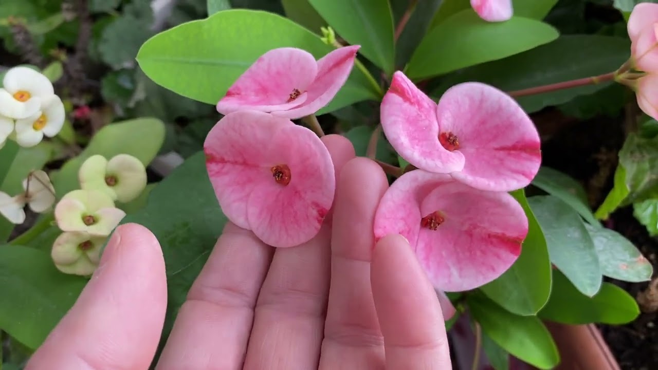 Sardunya ve milli çiçeklerime kavuştum 