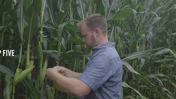 How do I use sticky traps in my continuous corn fields to determine rootworm pressure next year?