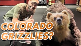 Are There GRIZZLY BEARS in Colorado?