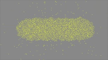 Critters (reversible cellular automaton)