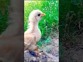 Hen Roster Cutest Sound Murgi Ke Chuje Ki Awaz Hen Chicksvoice 2023 Part 1 Shorts Birdsvideo Hen Roster Cutest Sound Murgi Ke Chuje Ki Awaz Hen Chicksvoice 2023 Part 1 Shorts Birdsvideo